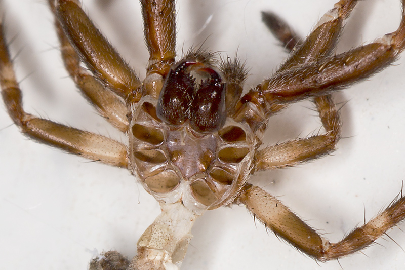 Nuctenea umbratica - Verzegnis (UD)